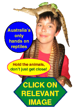 kids reptile party Melbourne hands on