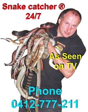 http://www.snakebusters.com.au/Snake-Catcher-2.jpg