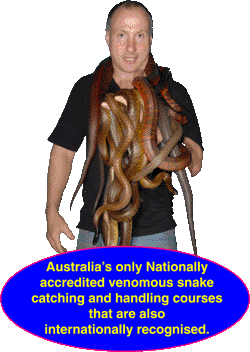 Venomous snake handling courses Victoria