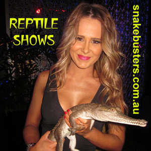 reptile display shows Melbourne